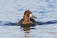 Lesser Scaup